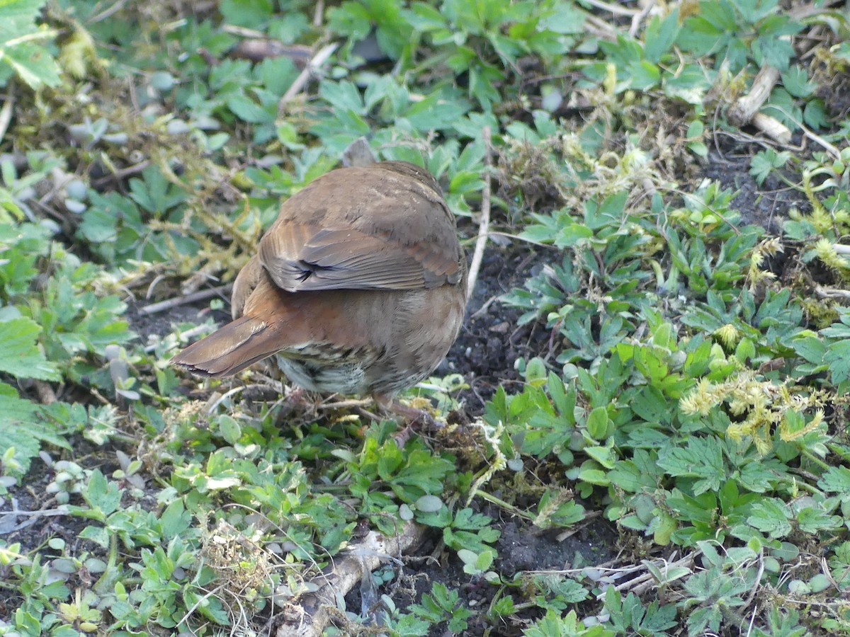 Fox Sparrow (Sooty) - ML618399283