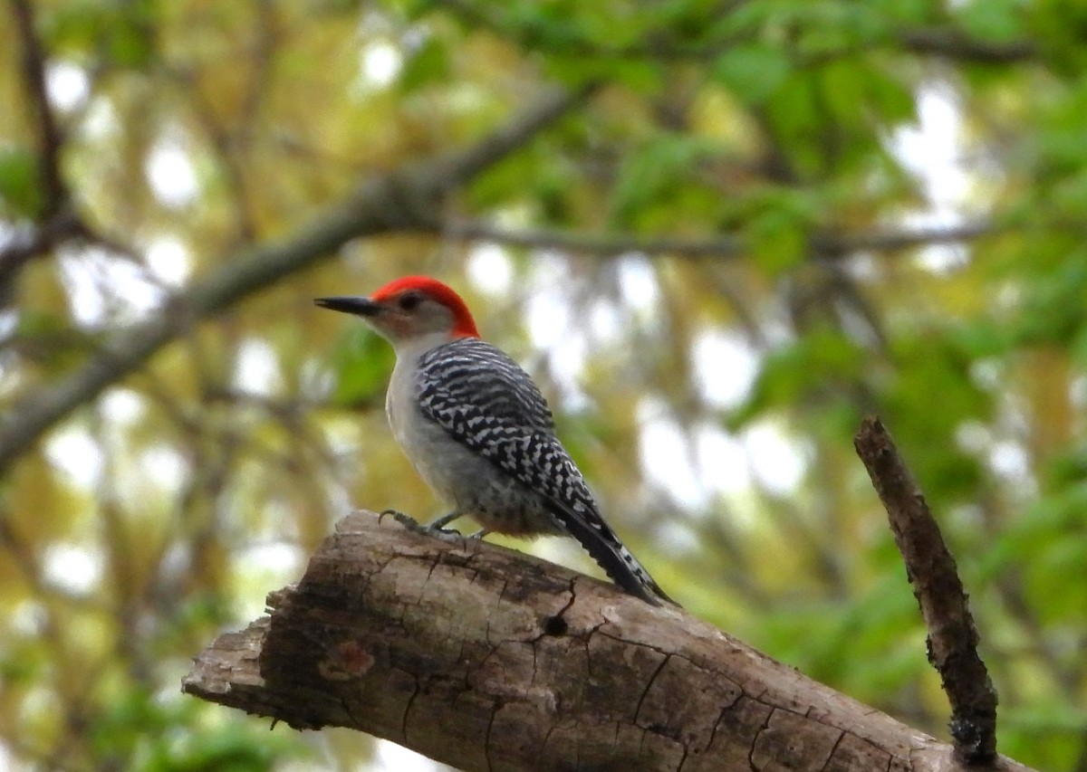 Red-bellied Woodpecker - ML618399289