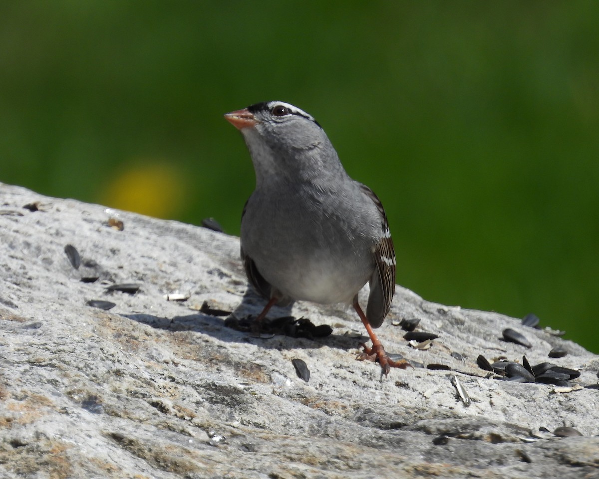 White-crowned Sparrow - ML618399292