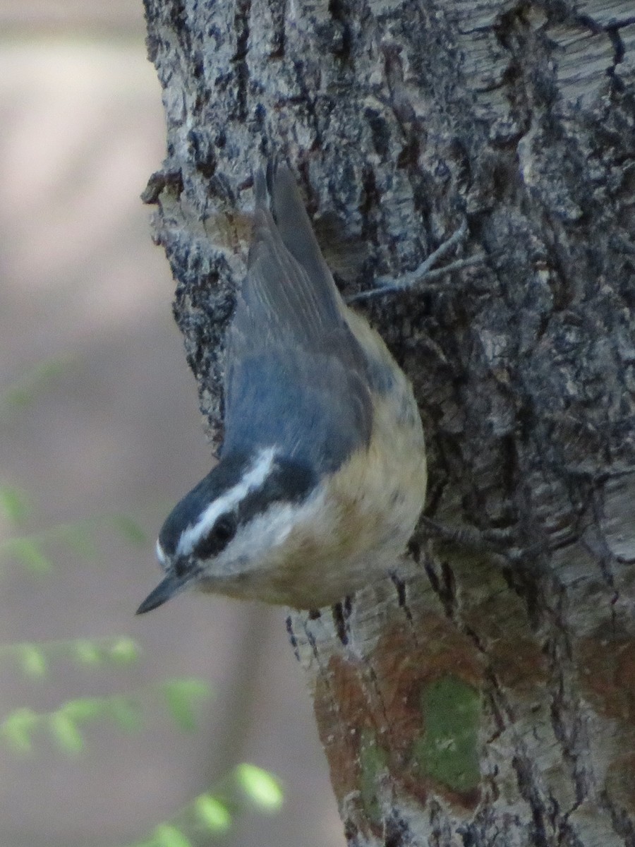 Red-breasted Nuthatch - ML618399293