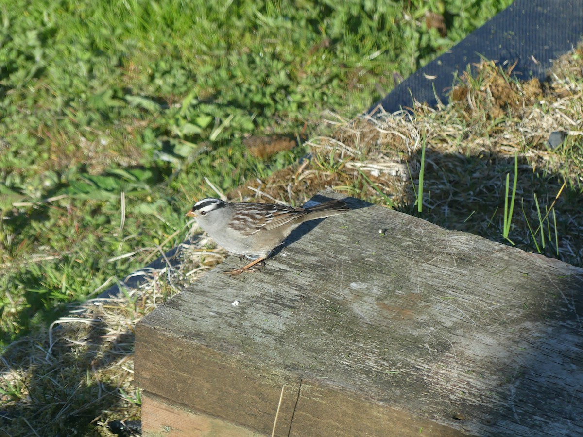 White-crowned Sparrow (Gambel's) - ML618399295
