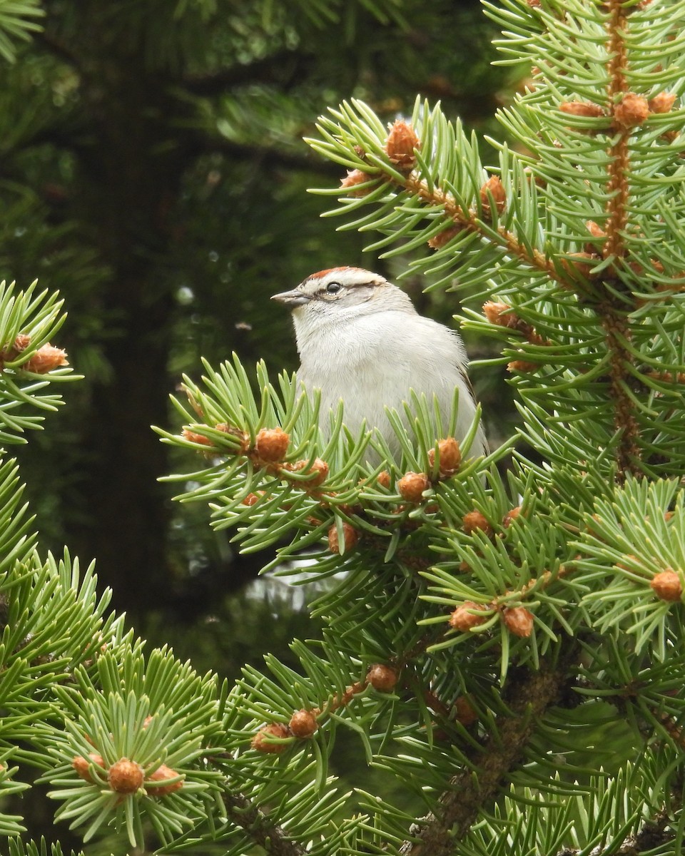 Chipping Sparrow - ML618399307