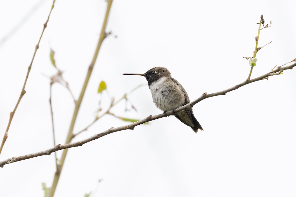 Black-chinned Hummingbird - ML618399310