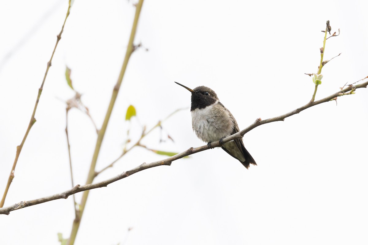Black-chinned Hummingbird - Amy Rangel