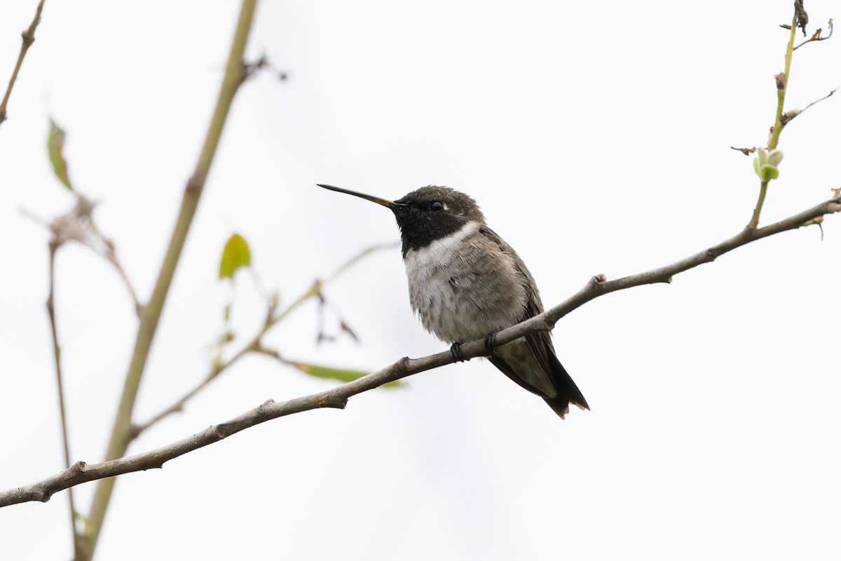 Black-chinned Hummingbird - ML618399319