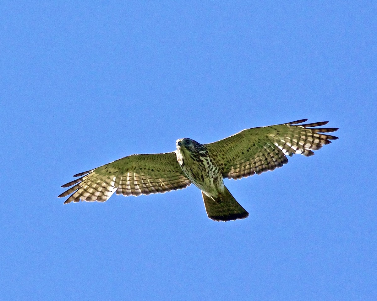 Broad-winged Hawk - ML618399328
