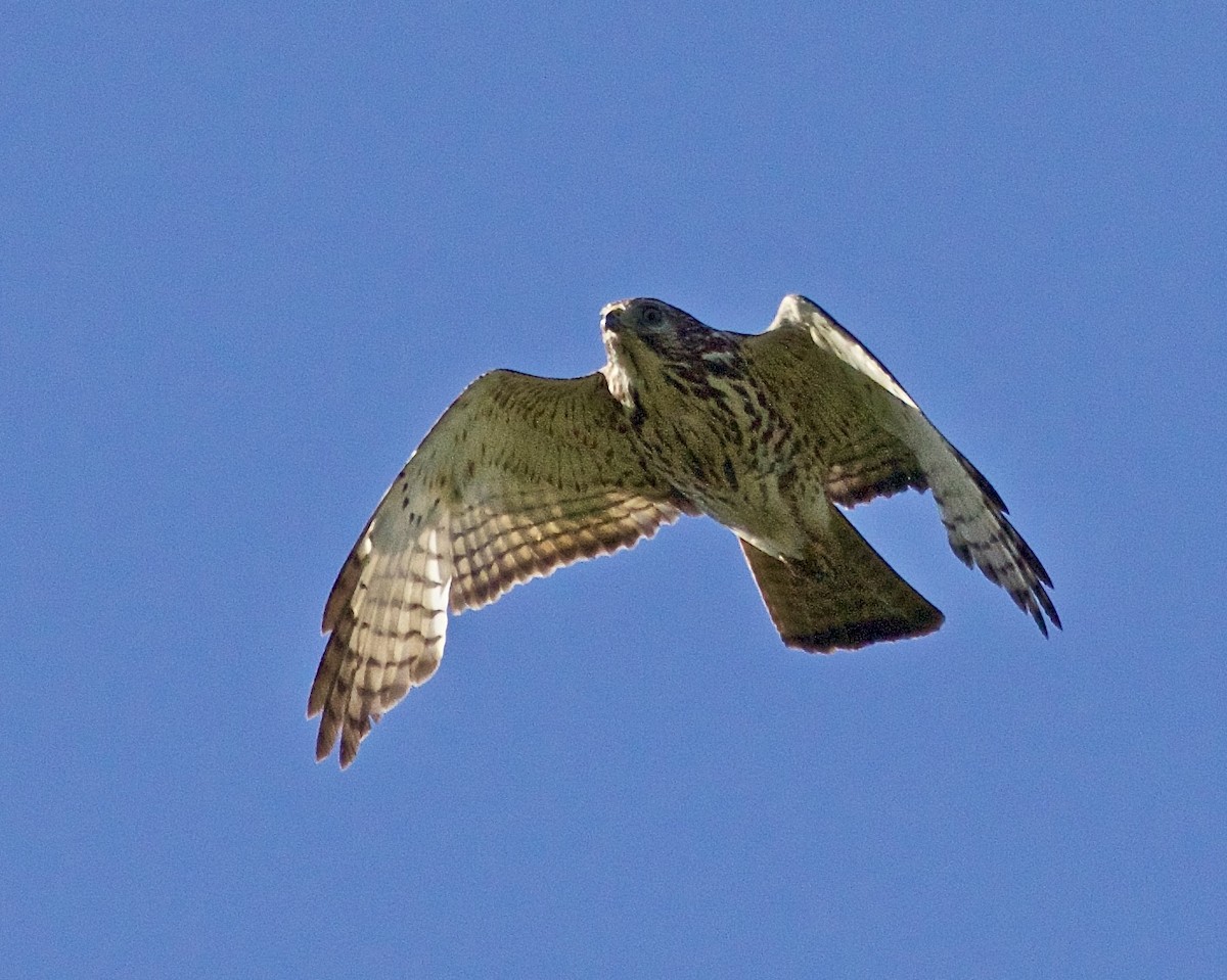 Broad-winged Hawk - ML618399329