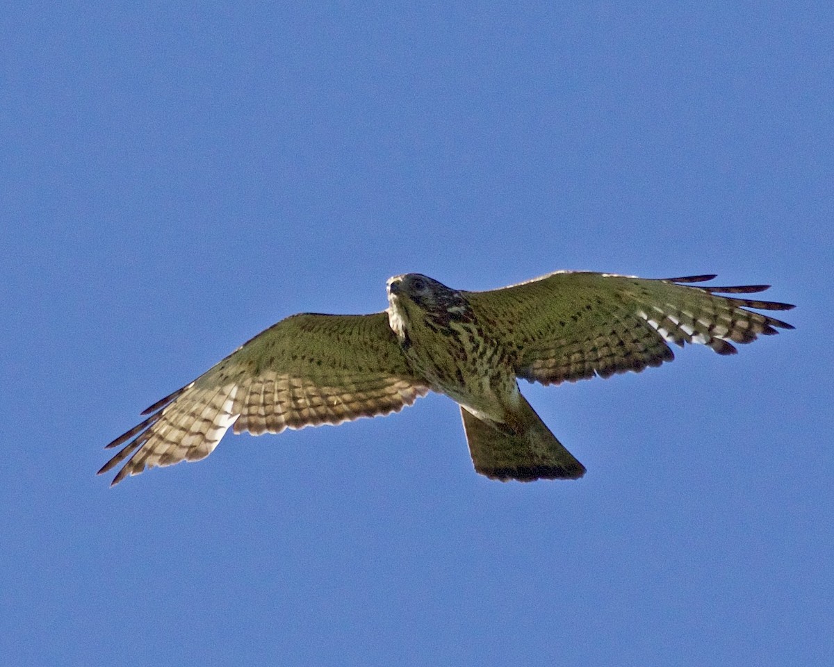 Broad-winged Hawk - ML618399330