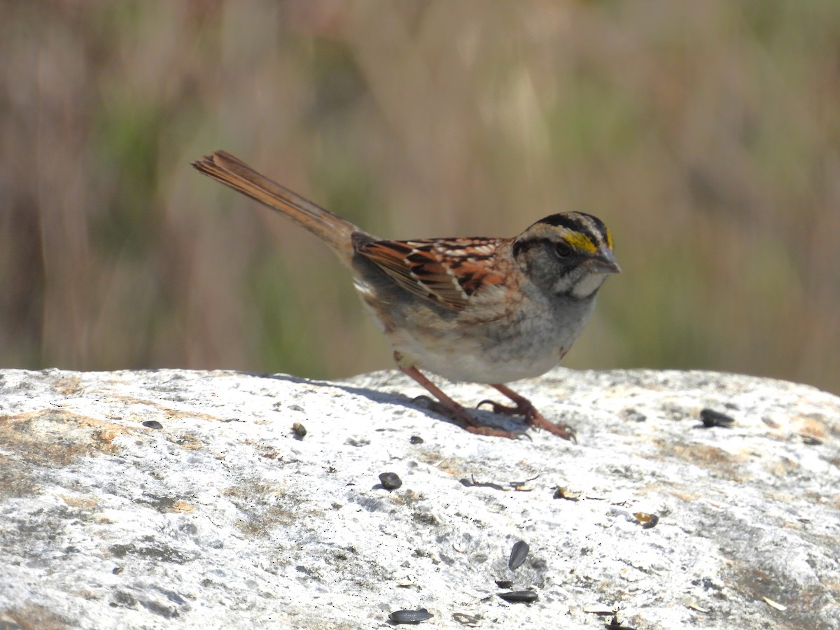 White-throated Sparrow - ML618399334