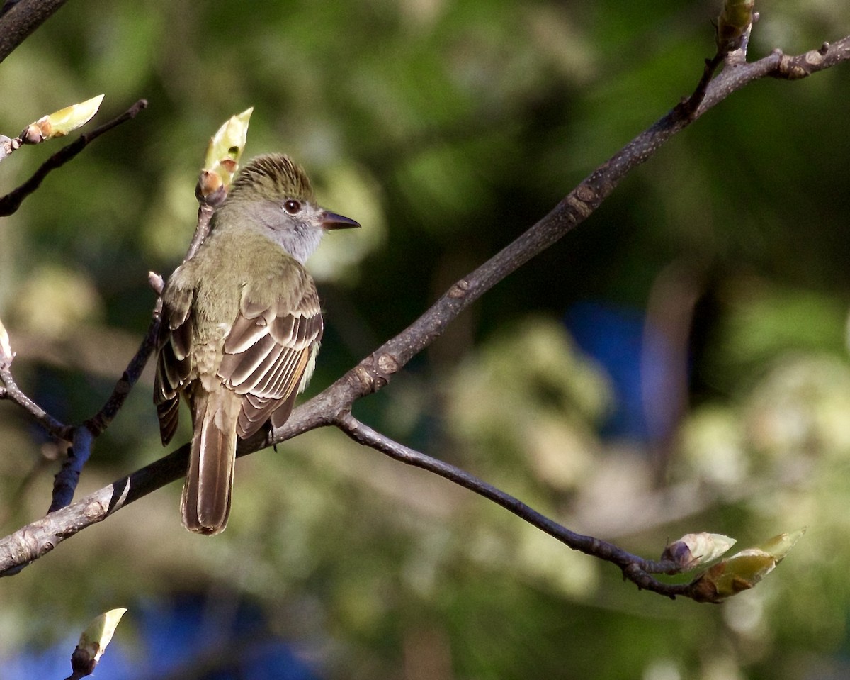 Great Crested Flycatcher - ML618399350