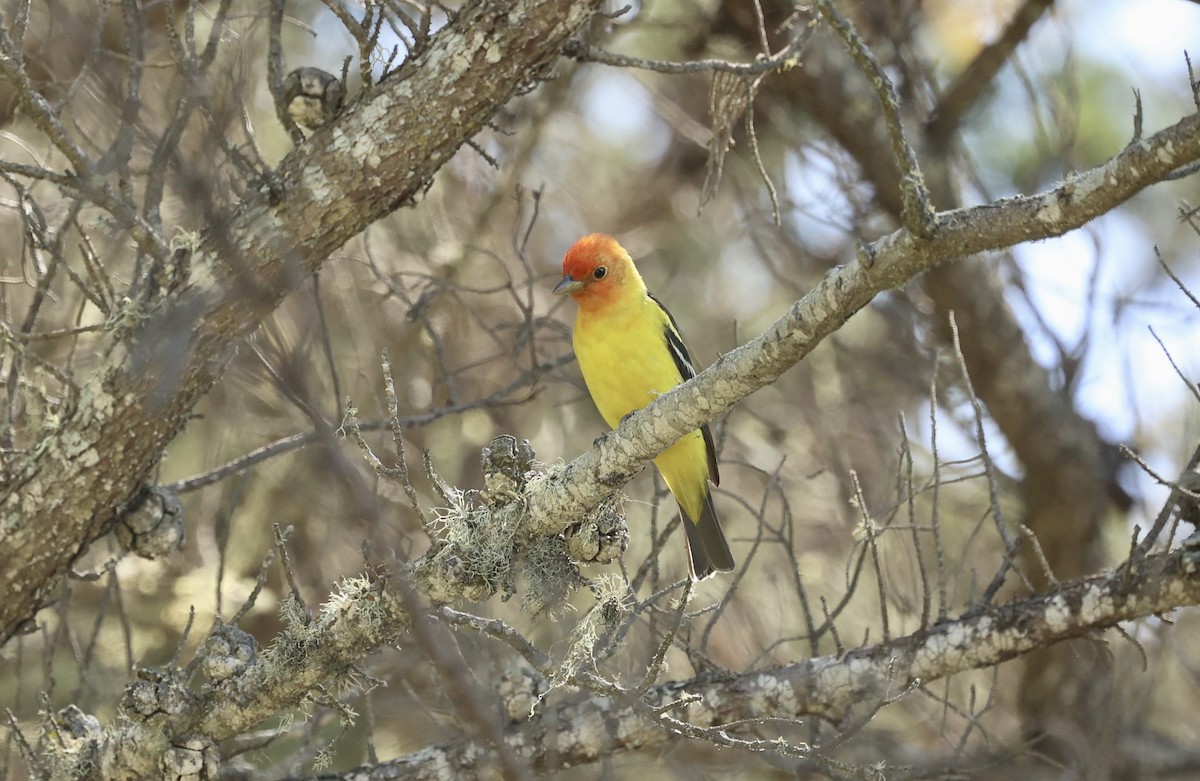 Western Tanager - ML618399354