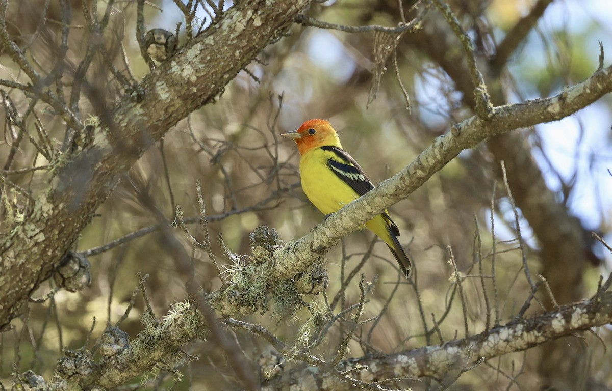 Western Tanager - ML618399355