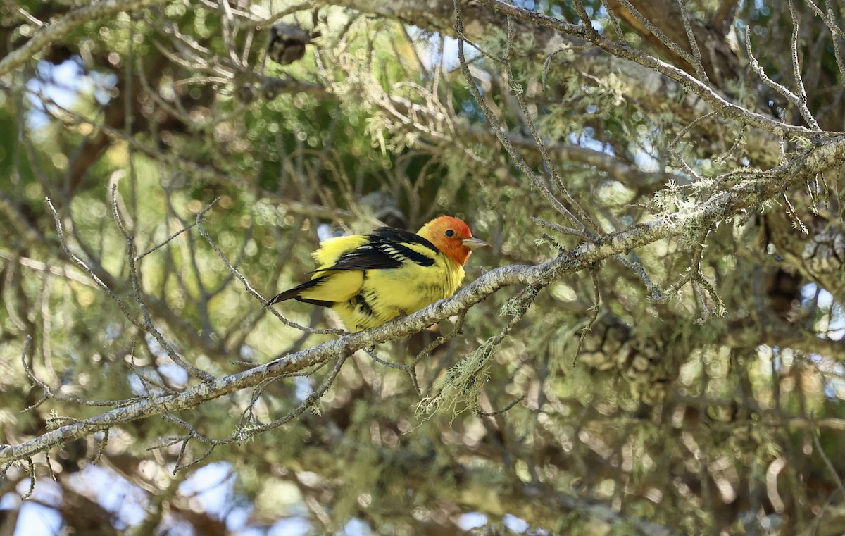 Western Tanager - ML618399356