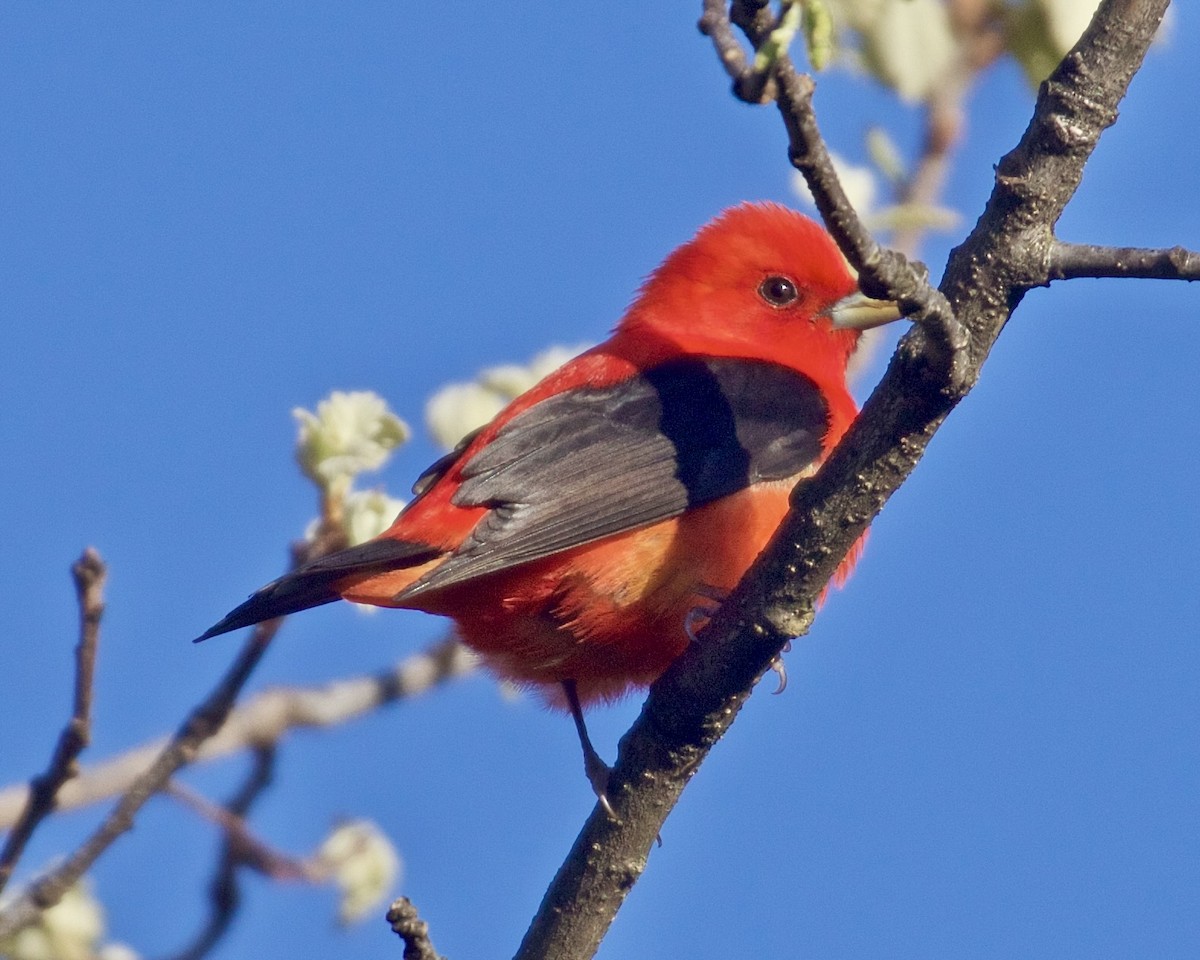 Scarlet Tanager - ML618399384