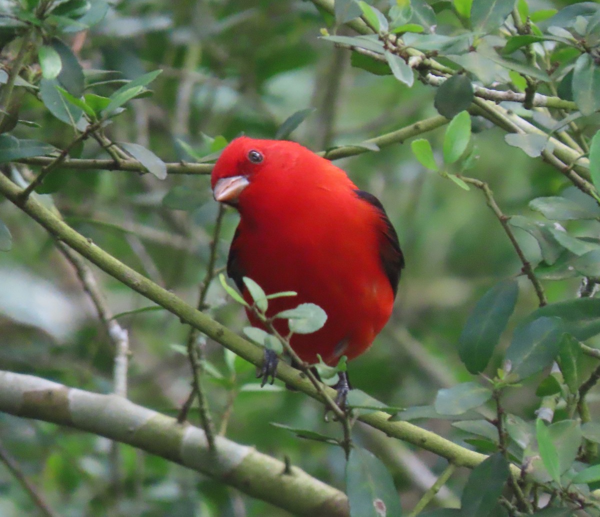 Scarlet Tanager - ML618399398