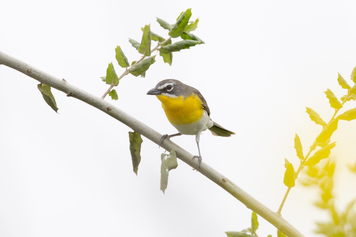 Yellow-breasted Chat - ML618399411