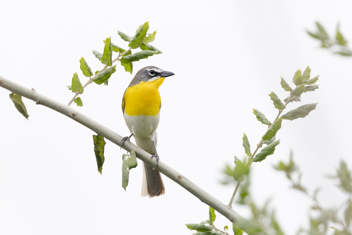 Yellow-breasted Chat - ML618399422