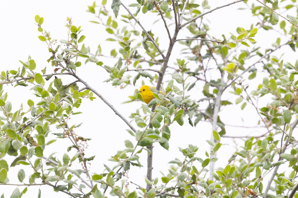 Yellow Warbler - ML618399451
