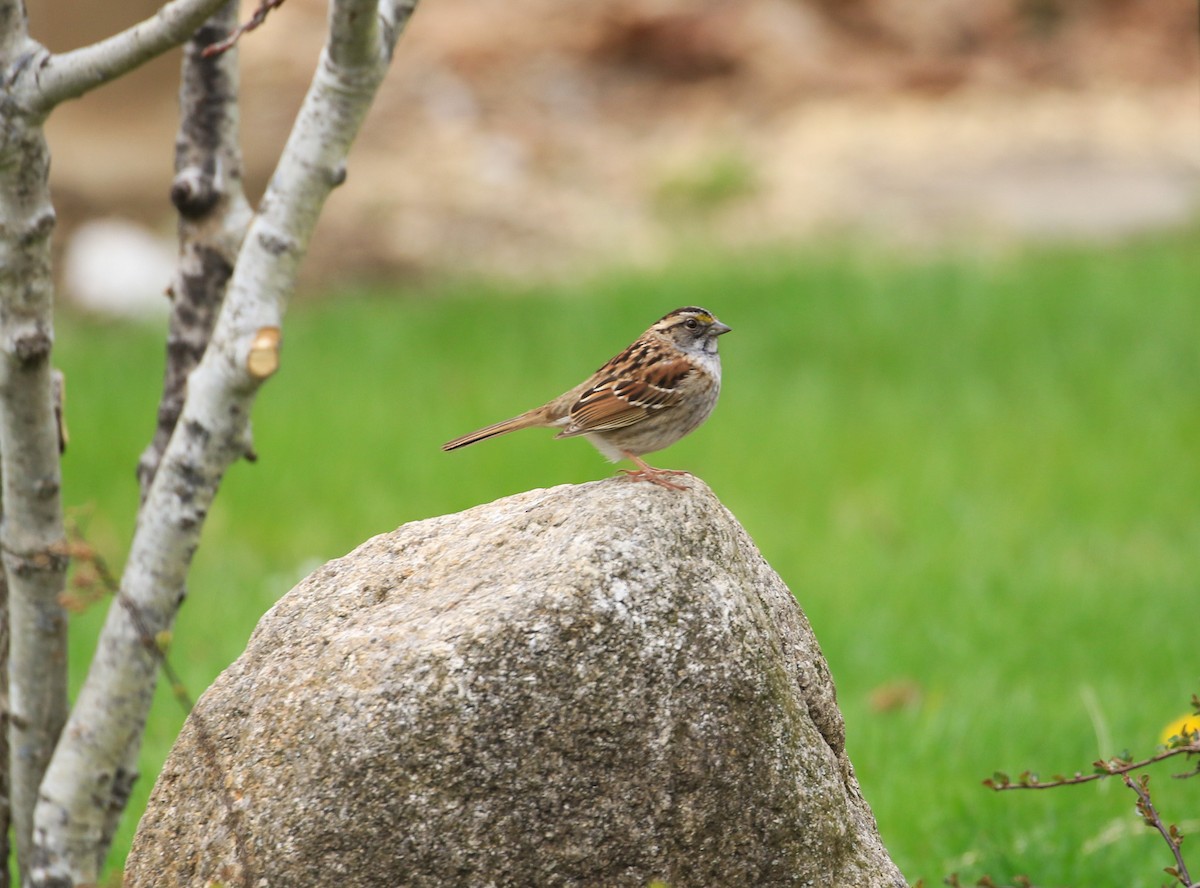 White-throated Sparrow - ML618399465