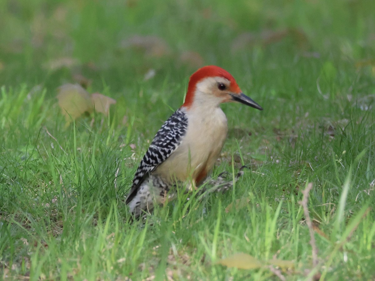 Red-bellied Woodpecker - ML618399492