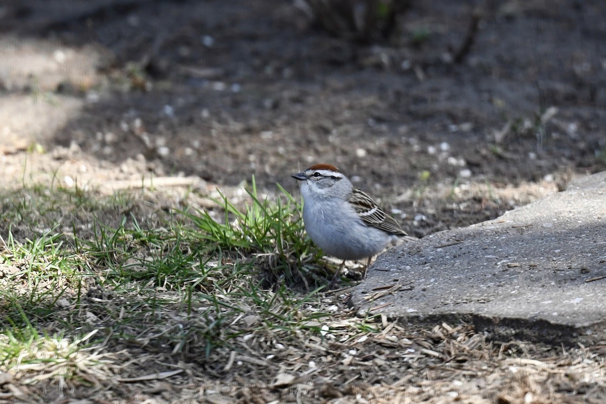 Chipping Sparrow - ML618399496