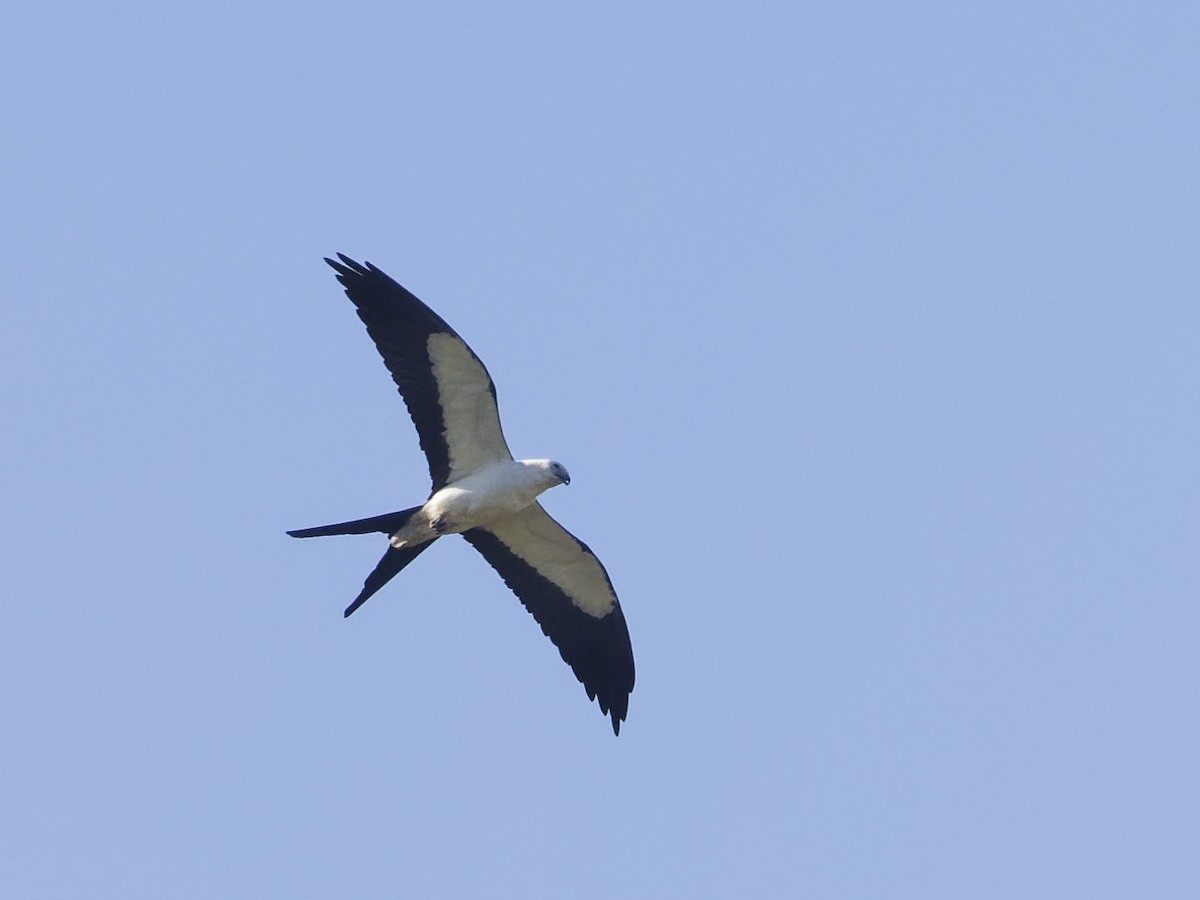 Swallow-tailed Kite - Angus Wilson