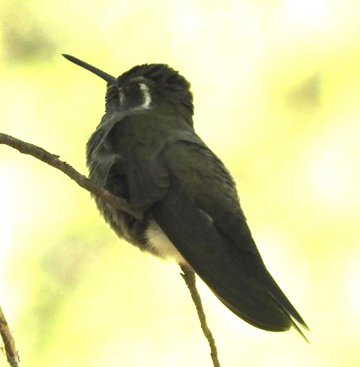 kolibřík blankytohrdlý - ML618399531
