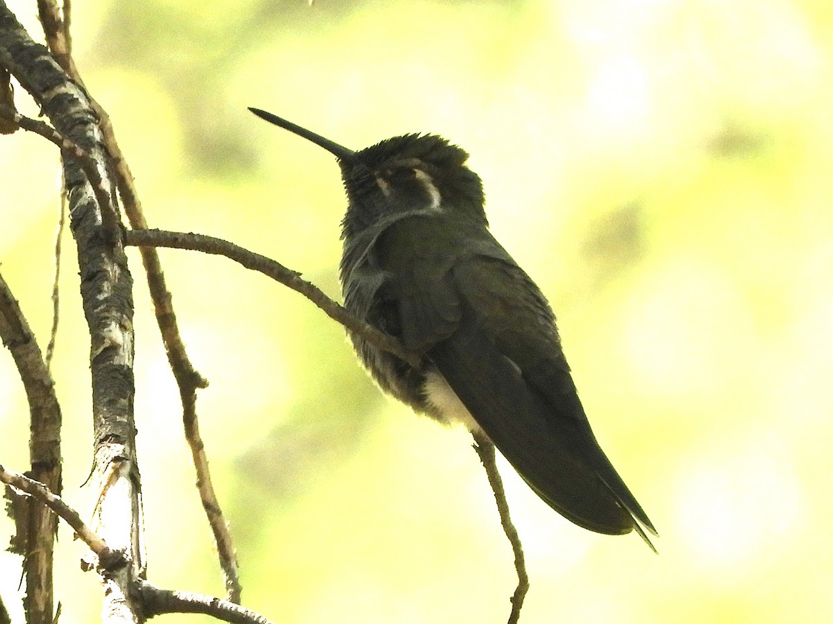 kolibřík blankytohrdlý - ML618399532