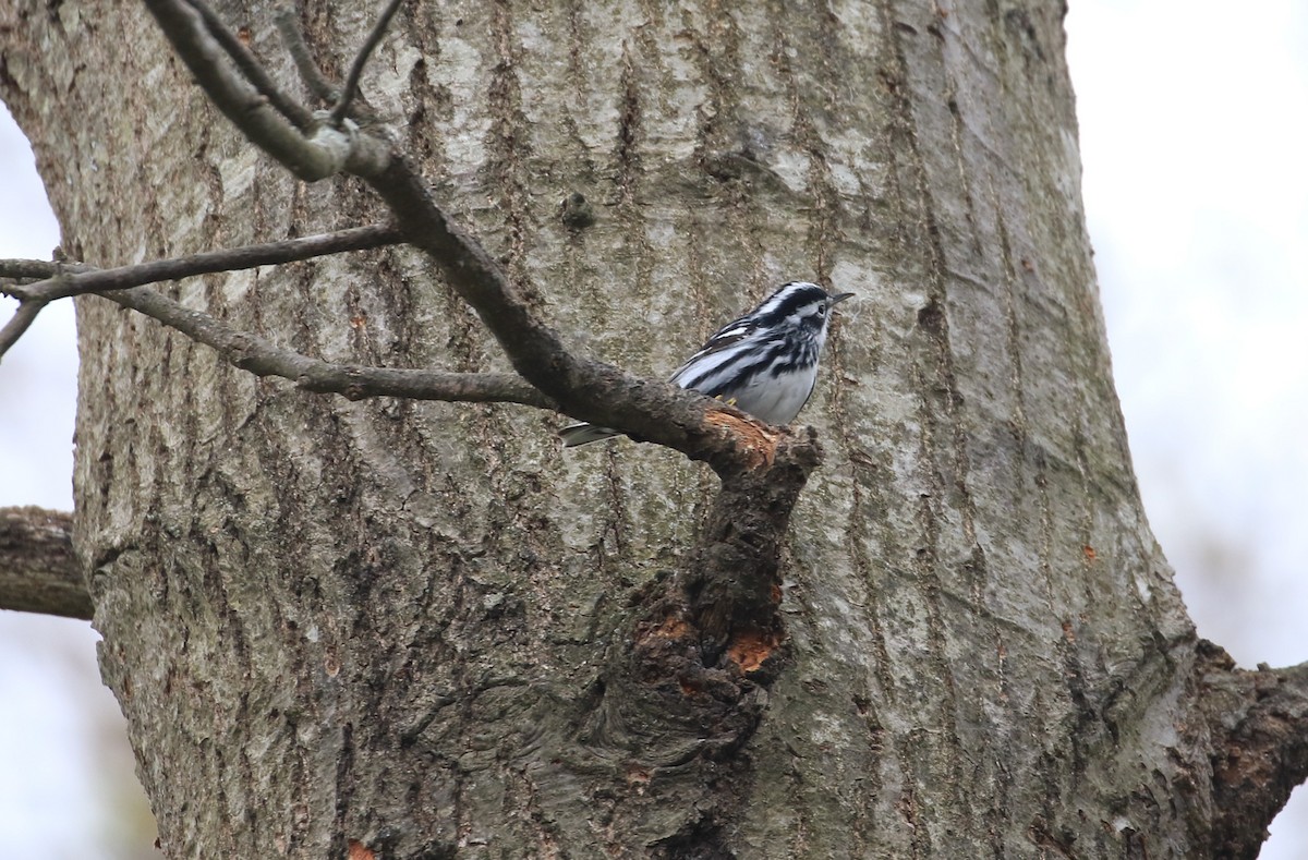 Black-and-white Warbler - ML618399545