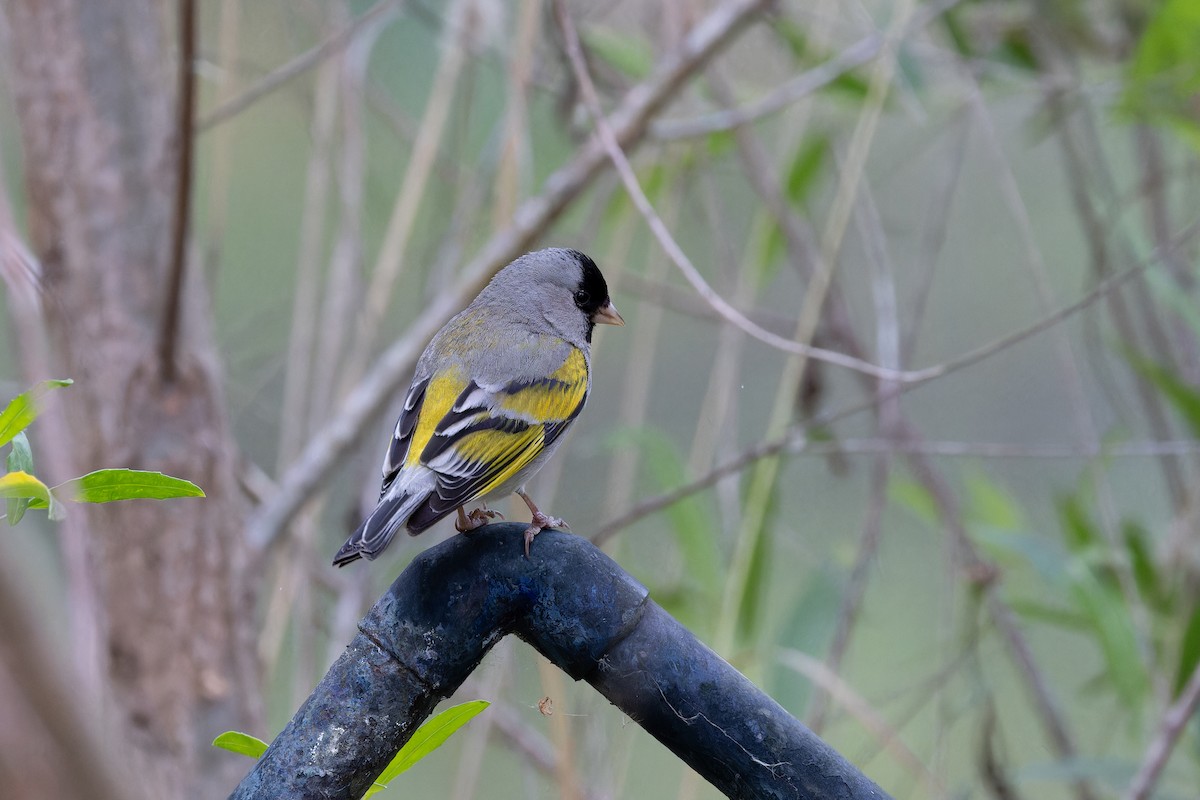 Lawrence's Goldfinch - ML618399553
