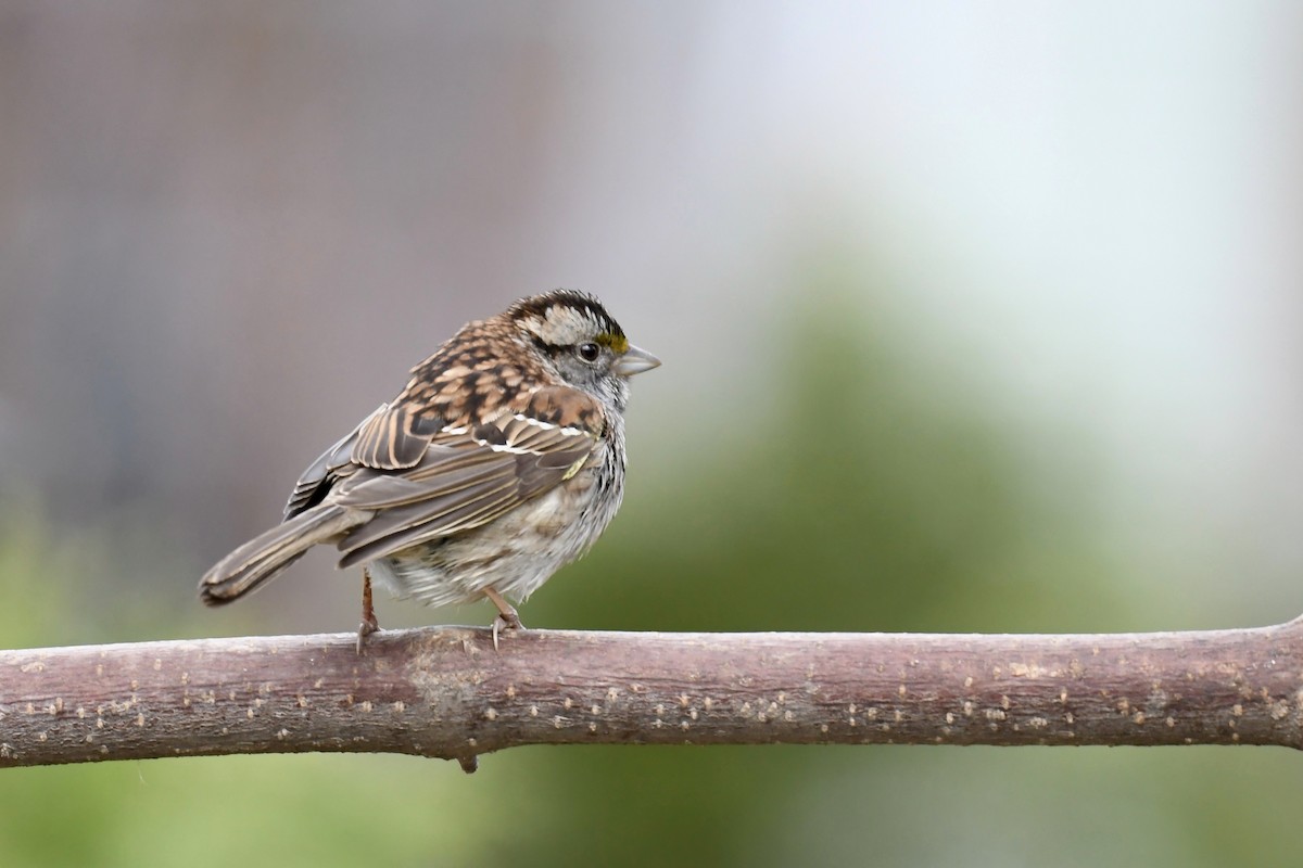 White-throated Sparrow - ML618399588