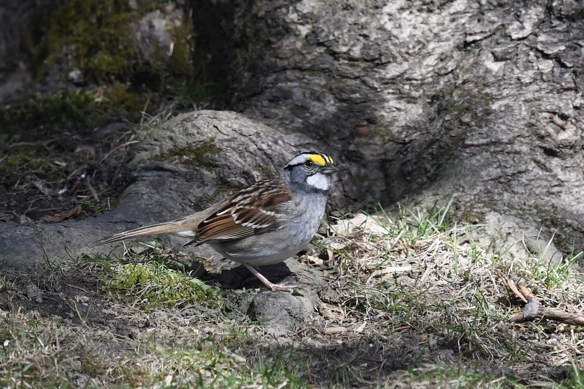 White-throated Sparrow - ML618399589