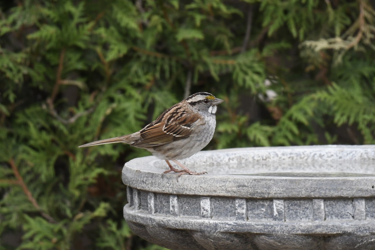 White-throated Sparrow - Christiane Hébert