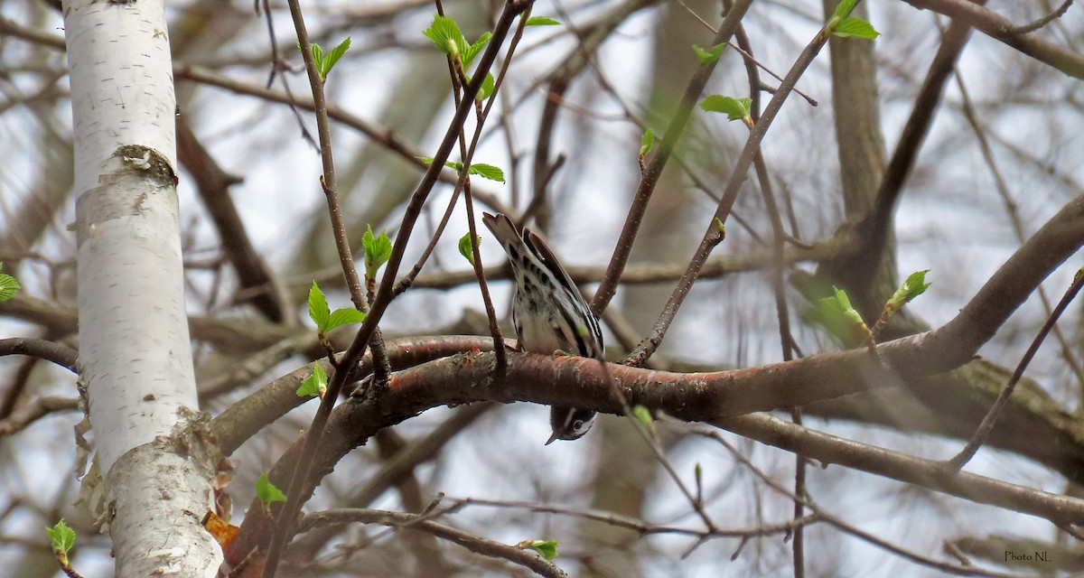 Black-and-white Warbler - ML618399599