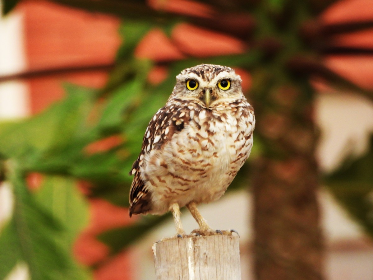 Burrowing Owl - ML618399641
