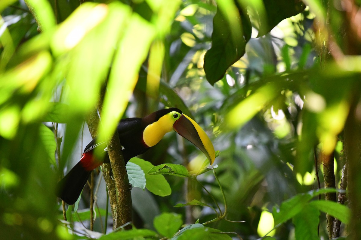 Yellow-throated Toucan - Rebecca Maier