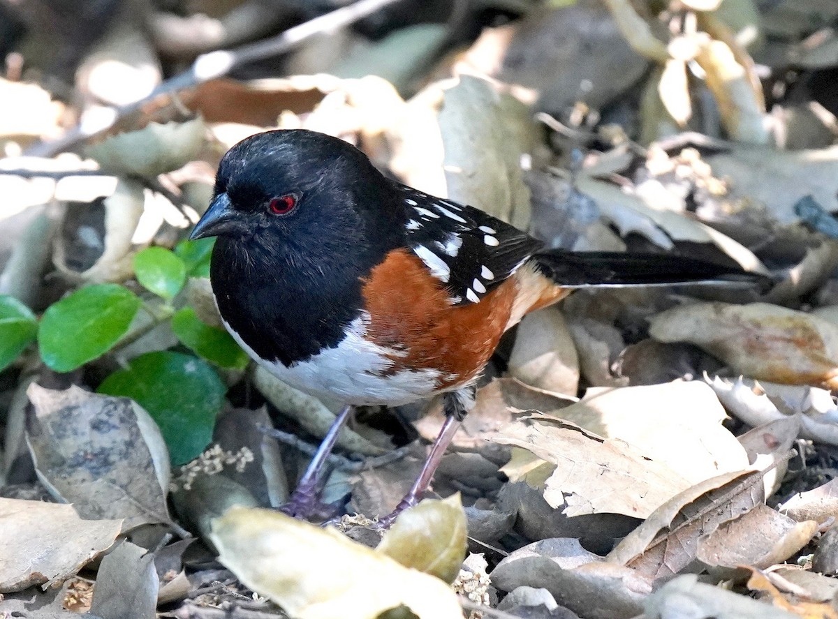 Spotted Towhee - ML618399687