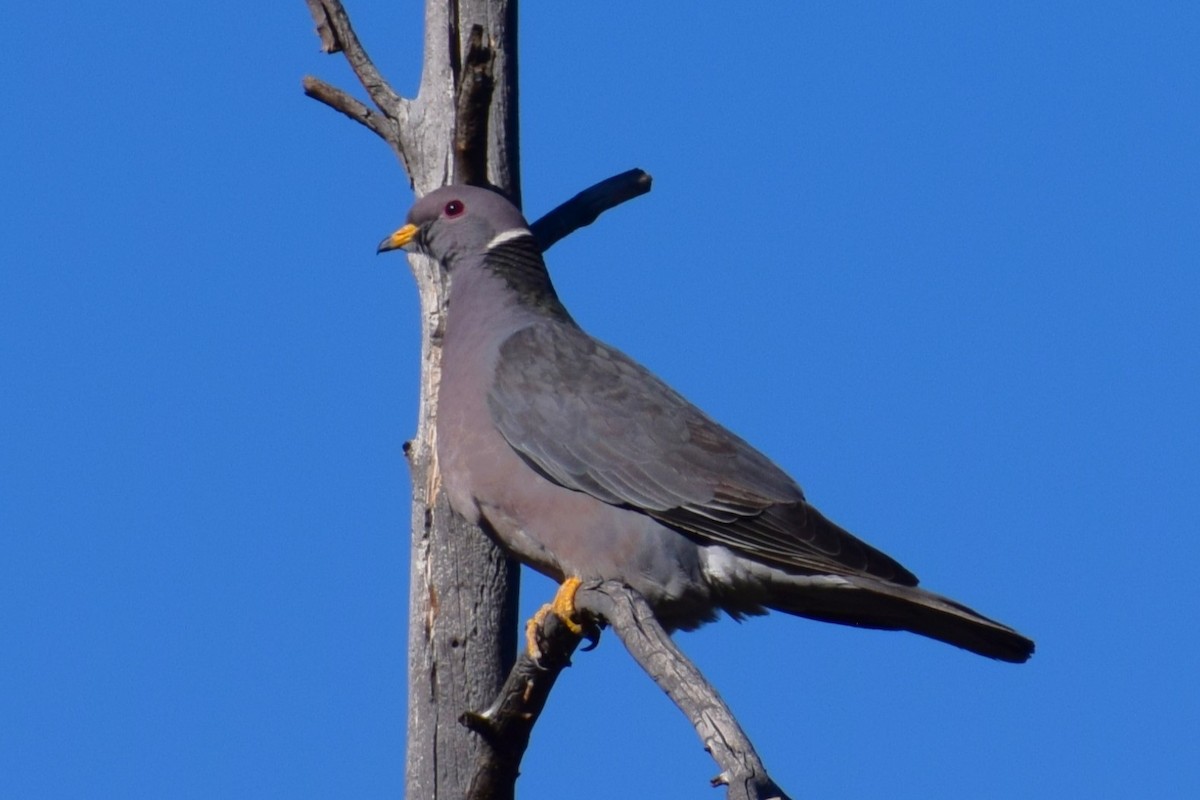 Band-tailed Pigeon - ML618399699