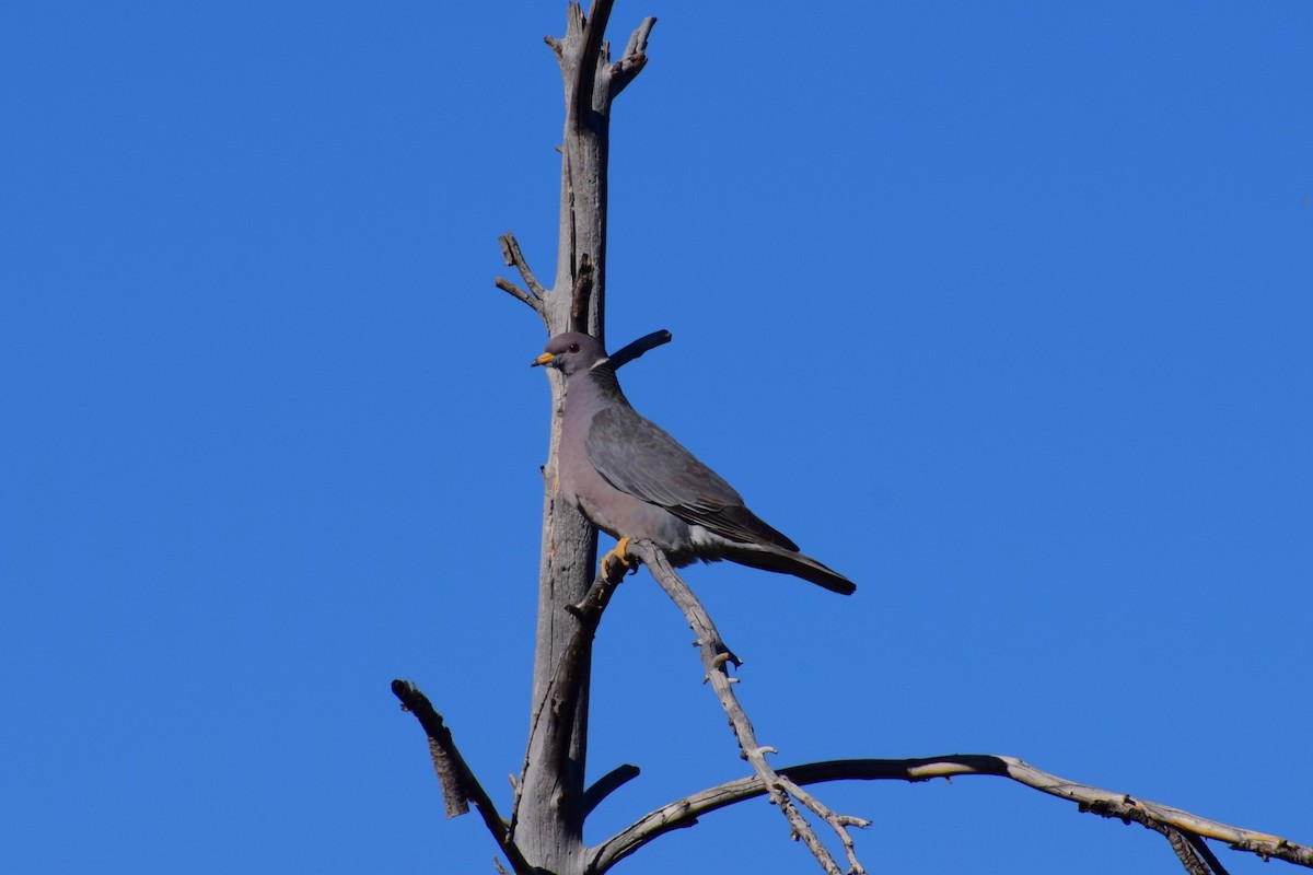 Band-tailed Pigeon - ML618399700
