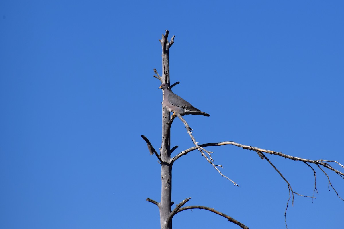 Band-tailed Pigeon - ML618399701