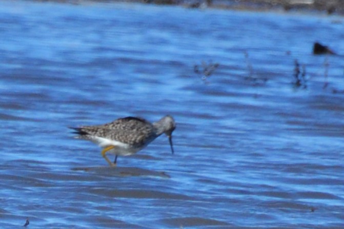 Lesser Yellowlegs - Ted Armstrong