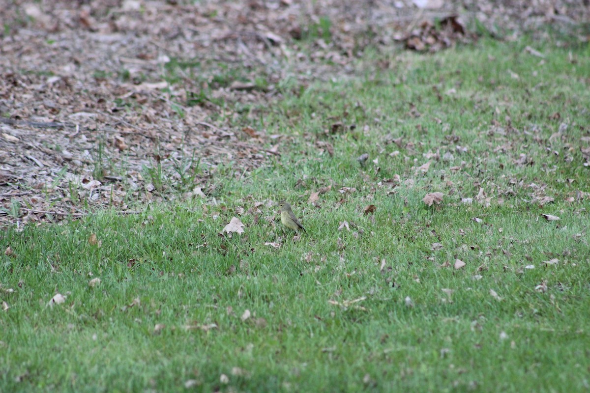 Orange-crowned Warbler - ML618399769