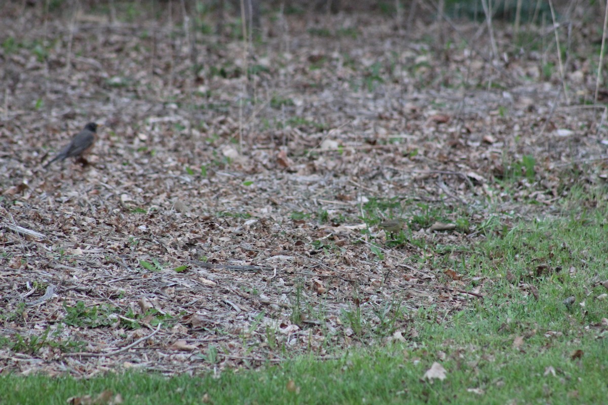 Orange-crowned Warbler - ML618399770