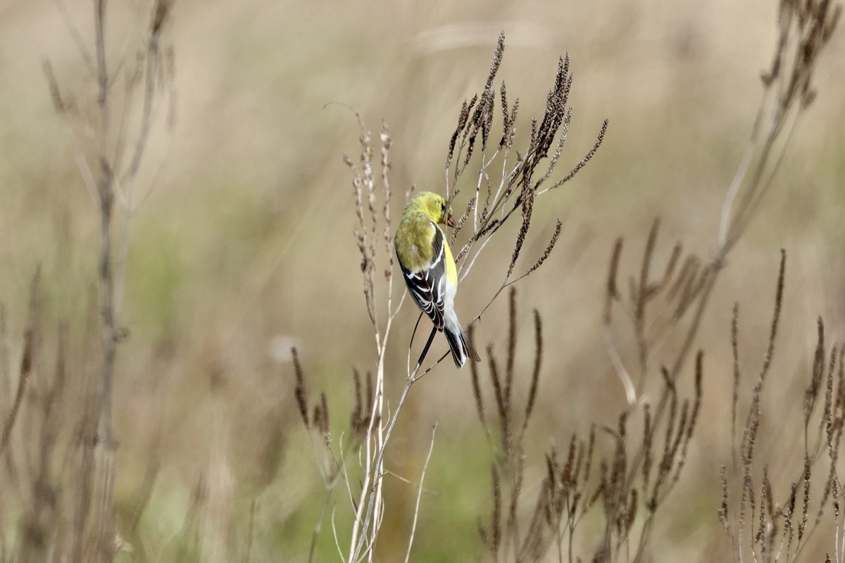 American Goldfinch - Keith Pflieger