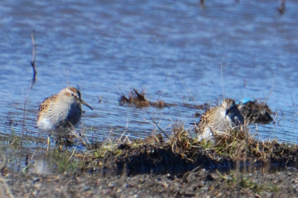 Pectoral Sandpiper - Ted Armstrong