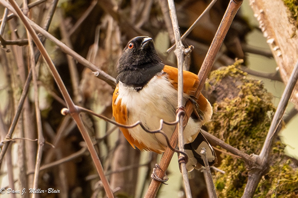 Spotted Towhee - ML618399810