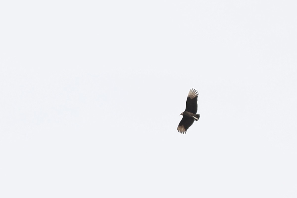 Black Vulture - ML618399845
