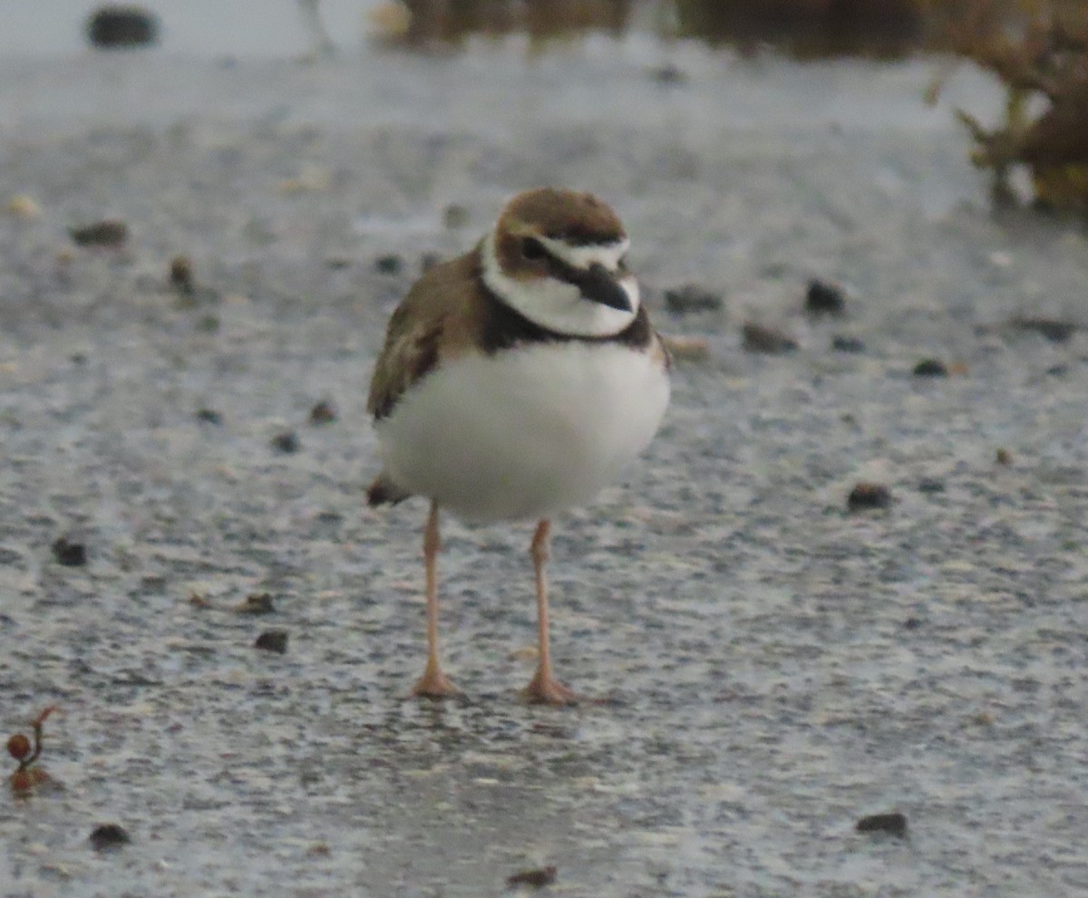 Semipalmated Plover - ML618399860