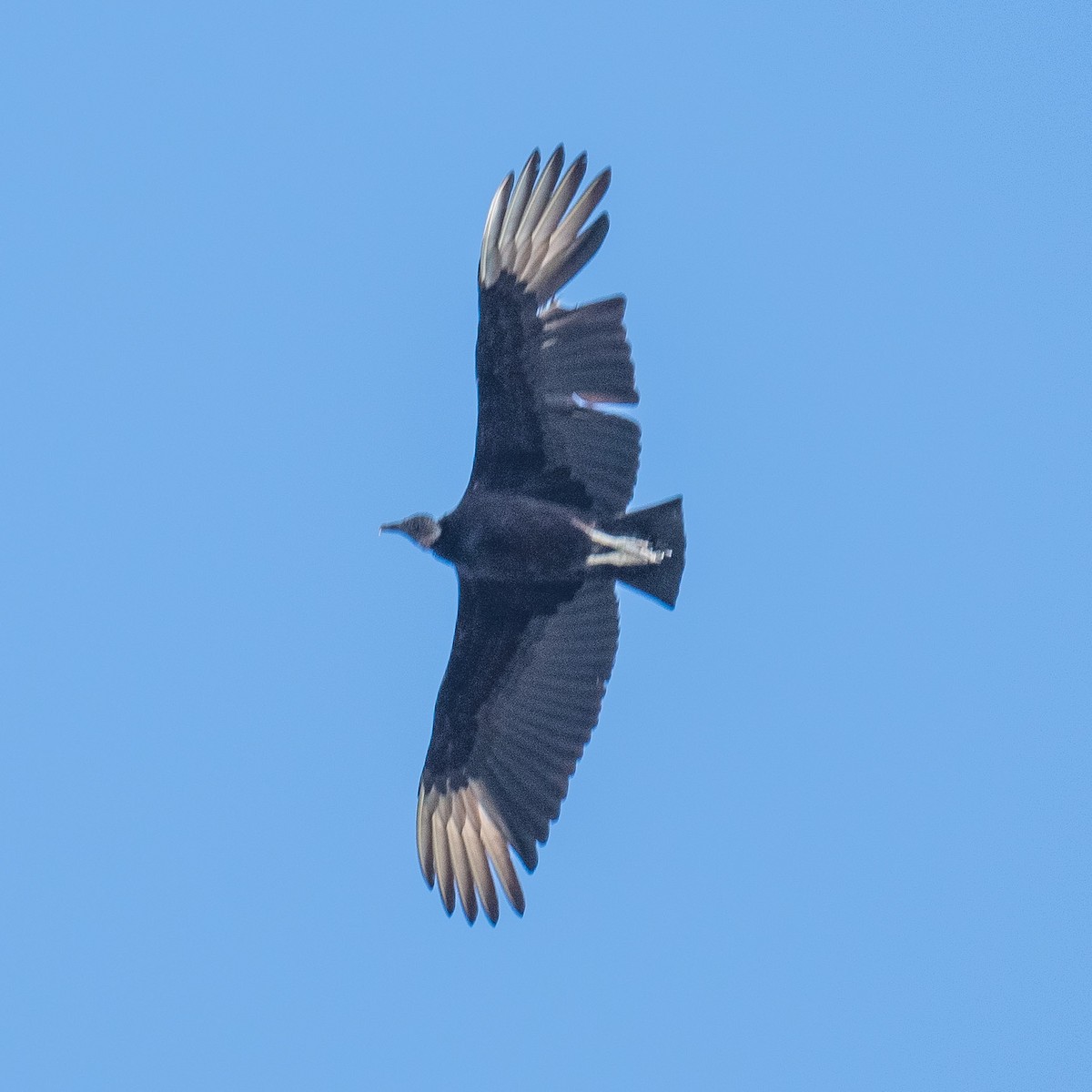 Black Vulture - ML618399865
