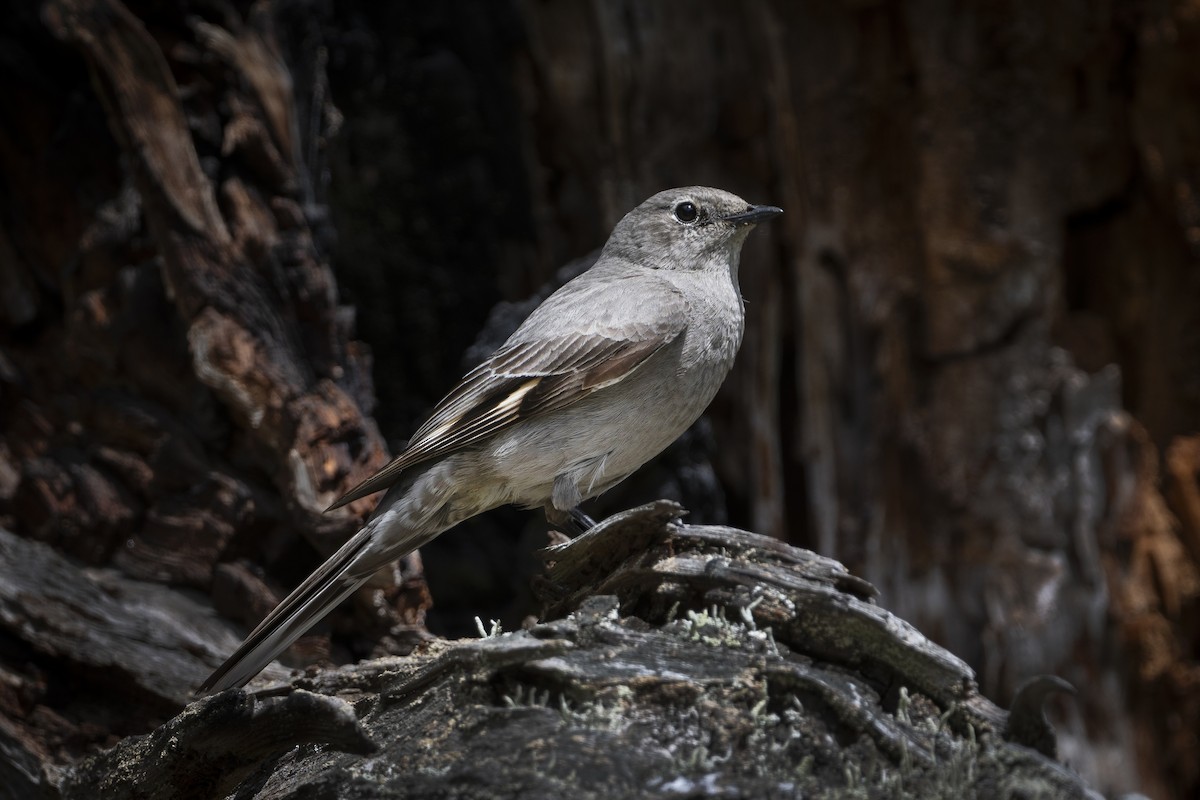 Townsend's Solitaire - ML618399873